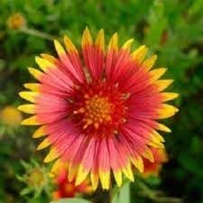Heirloom Gaillardia Flower seeds for Planting Cottage Garden Essential Heirloom & GMO Free Seeds for Home Garden 
 
 Sale for planting in home garden
