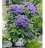 Heliotropium Flower seeds for Planting - Low Maintenance, Heirloom & GMO Free Seeds for Home Garden
 
 Sale for planting in home garden
