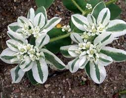 Heirloom Marginata Flower seeds for Planting Bright Blooms Heirloom & GMO Free Seeds for Home Garden 
 
 Sale for planting in home garden