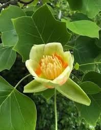 Tulpenbaum Flower seeds for Planting - Sun Loving, Heirloom & GMO Free Seeds for Home Garden
 
 Sale for planting in home garden