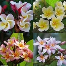 Frangipani Flower seeds for Planting Perfect for Borders Heirloom & GMO Free Seeds for Home Garden 
 
 Sale seeds for home garden planting