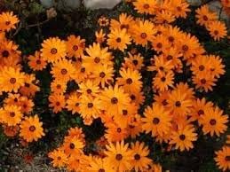 Cape Marigold Flower seeds for Planting - Easy to Grow, Heirloom & GMO Free Seeds for Home Garden
 
 Sale for planting in home garden