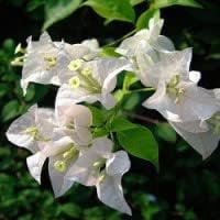 White Bougainvillea Flower seeds for Planting - Fragrant Blossoms, Heirloom & GMO Free Seeds for Home Garden
 
 Sale for planting in home garden