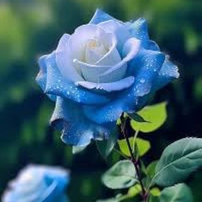 Blue Rose Flower Seeds