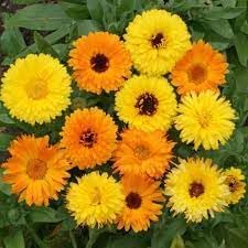 Calendula Flower seeds for Planting Seasonal Bloomer Heirloom & GMO Free Seeds for Home Garden 
 
 Sale for planting in home garden