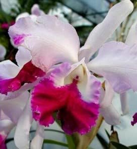 Pink White Cattleya Hybrida Flower seeds for Planting - Perfect for Borders, Heirloom & GMO Free Seeds for Home Garden
 
 Sale for planting in home garden