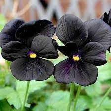 Black pansy Flower seeds for Planting - Drought Tolerant, Heirloom & GMO Free Seeds for Home Garden
 
 Sale for planting in home garden
