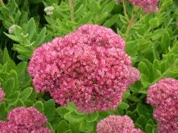 Spectabile Flower seeds for Planting - Low Maintenance, Heirloom & GMO Free Seeds for Home Garden
 
 Sale for planting in home garden.