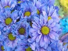 Blue Yellow Chrysanthemum Flower seeds for Planting - Colorful Display, Heirloom & GMO Free Seeds for Home Garden
 
 Sale for planting in home garden