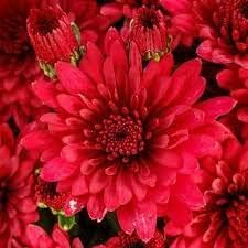 Chrysanthemum Red Flower seeds for Planting - Cut Flower Favorite, Heirloom & GMO Free Seeds for Home Garden
 
 Sale for planting in home garden