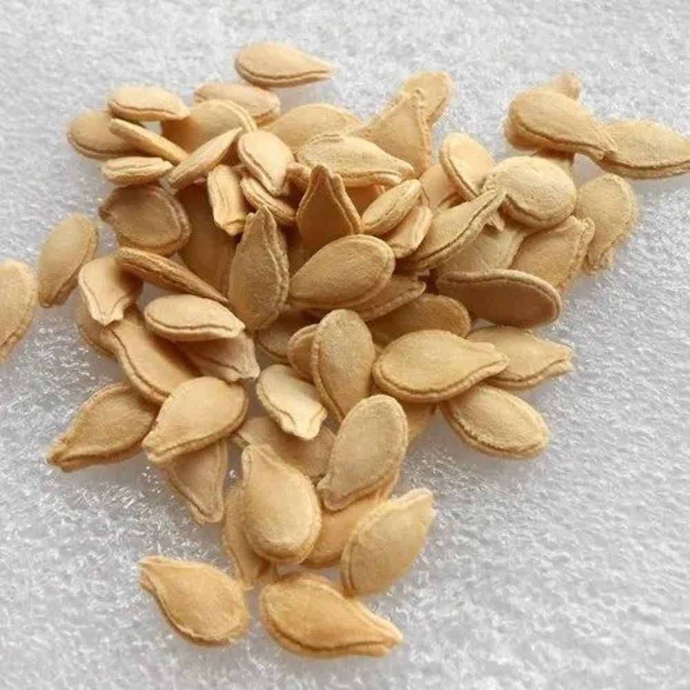 植え付け用ひょうたん野菜の種子