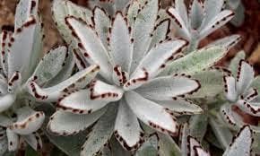 White Kalanchoe Flower seeds for Planting - Low Maintenance, Heirloom & GMO Free Seeds for Home Garden
 
 Sale for planting in home garden