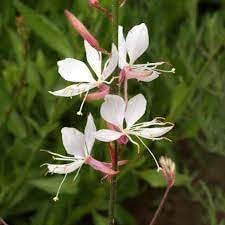 Gaura Flower seeds for Planting - Sun Loving, Heirloom & GMO Free Seeds for Home Garden
 
 Sale seeds for planting in home garden