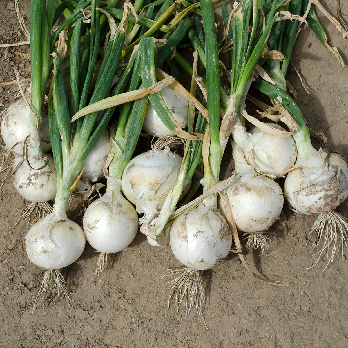 White Sweet Spanish Onion Vegetable Seeds