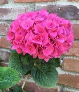 Hydrangea Pink Flower seeds for Planting - Fragrant Blossoms, Heirloom & GMO Free Seeds for Home Garden
 
 Sale for planting in home garden