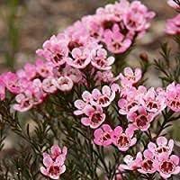 Geraldton Wax Flower seeds for Planting - Drought Tolerant, Heirloom & GMO Free Seeds for Home Garden
 
 Sale seeds for planting in home garden
