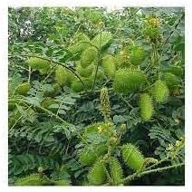 Caesalpinia Bonducella Flower seeds for Planting - Vibrant Colors, Heirloom & GMO Free Seeds for Home Garden
 
 Sale for planting in home garden