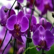 Purple Butterfly Orchid Flower seeds for Planting - Perfect for Borders, Heirloom & GMO Free Seeds for Home Garden
 
 Sale seeds for planting in home garden