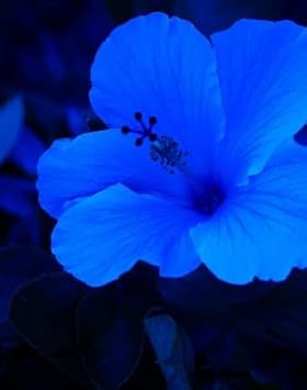 Hibiscus Dark Blue Flower seeds for Planting - Garden Favorite, Heirloom & GMO Free Seeds for Home Garden
 
 Sale for planting in home garden.