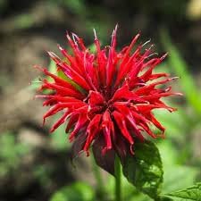 Monarda Flower seeds for Planting - Compact Growth, Heirloom & GMO Free Seeds for Home Garden