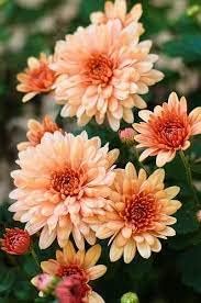 Chrysanthemum Orange White Flower seeds for Planting - Drought Tolerant, Heirloom & GMO Free Seeds for Home Garden
 
 Sale for planting in home garden