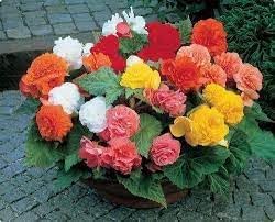Begonia Flower seeds for Planting - Wildflower Mix, Heirloom & GMO Free Seeds for Home Garden
 
 Sale for planting in home garden.
