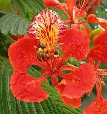 Heirloom Gulmohar Flower seeds for Planting Perfect for Borders Heirloom & GMO Free Seeds for Home Garden 
 
 Sale for planting in home garden