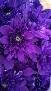 Blue Violet Chrysanthemum Flower seeds for Planting - Seasonal Bloomer, Heirloom & GMO Free Seeds for Home Garden
 
 Sale for planting in home garden