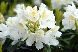 Catawbiense Flower seeds for Planting Bright Blooms Heirloom & GMO Free Seeds for Home Garden 
 
 Sale for planting in home garden