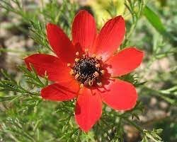 Adonis Flower seeds for Planting - Garden Favorite, Heirloom & GMO Free Seeds for Home Garden
 
 Sale for planting in home garden.