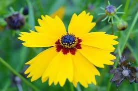 Coreopsis Basalis Flower seeds for Planting Sun Loving Heirloom & GMO Free Seeds for Home Garden 
 
 Sale for planting in home garden