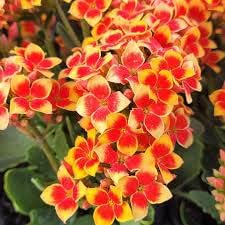 Kalanchoe Red Orange Flower seeds for Planting - Pollinator Friendly, Heirloom & GMO Free Seeds for Home Garden
 
 Sale for planting in home garden