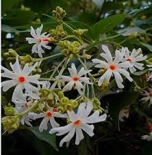 Heirloom Coral Flower seeds for Planting Shade Tolerant Heirloom & GMO Free Seeds for Home Garden 
 
 Sale for planting in home garden