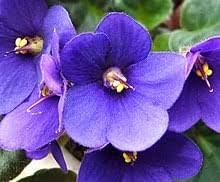 Saintpaulia Flower seeds for Planting - Shade Tolerant, Heirloom & GMO Free Seeds for Home Garden
 
 Sale for planting in home garden