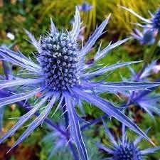 Eryngium Planum Flower seeds for Planting Cut Flower Favorite Heirloom & GMO Free Seeds for Home Garden 
 
 Sale for planting in home garden