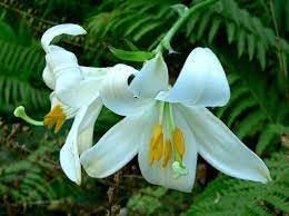 Lilium Flower seeds for Planting - Low Maintenance, Heirloom & GMO Free Seeds for Home Garden