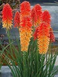 Heirloom Poker Flower seeds for Planting Pollinator Friendly Heirloom & GMO Free Seeds for Home Garden 
 
 Sale for planting in home garden