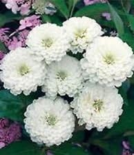 White Oklahoma Flower seeds for Planting - Vibrant Colors, Heirloom & GMO Free Seeds for Home Garden
 
 Sale seeds for planting in home garden