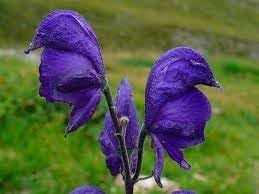 Aconitum Napellus Flower seeds for Planting Cut Flower Favorite Heirloom & GMO Free Seeds for Home Garden 
 
 Sale for planting in home garden