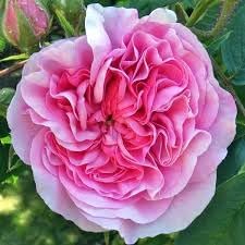 Damask (Damask Rose) seeds for planting in home garden