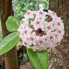 Heirloom Hoya Orchid Flower seeds for Planting Low Maintenance Heirloom & GMO Free Seeds for Home Garden 
 
 Sale for planting in home garden
