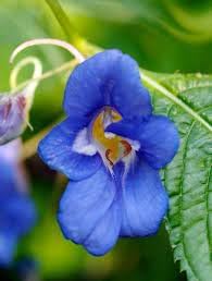 Blue Impatiens Flower seeds for Planting - Sun Loving, Heirloom & GMO Free Seeds for Home Garden
 
 Sale for planting in home garden.