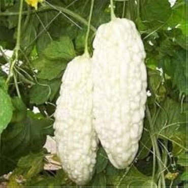 White Bitter Melon Seeds for Planting – Heirloom, Non-GMO, Tropical Vegetable, Easy to Grow