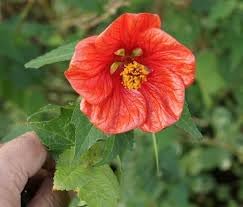Abutilon Flower seeds for Planting - Shade Tolerant, Heirloom & GMO Free Seeds for Home Garden
 
 Sale for planting in home garden