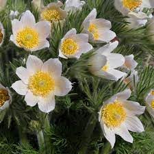 Pasque Flower seeds for Planting Pollinator Friendly Heirloom & GMO Free Seeds for Home Garden 
 
 Sale for planting in home garden