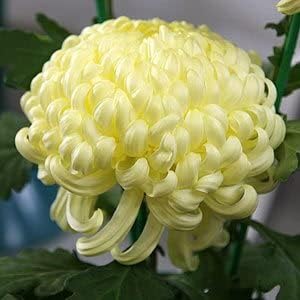 Light Yellow Chrysanthemum Flower seeds for Planting - Wildflower Mix, Heirloom & GMO Free Seeds for Home Garden
 
 Sale for planting in home garden