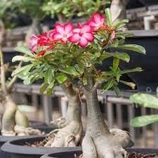 Adenium Obesum Flower seeds for Planting - Garden Favorite, Heirloom & GMO Free Seeds for Home Garden
 
 Sale for planting in home garden.