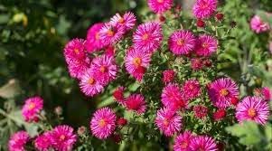 Heirloom Aster Flower seeds for Planting Wildflower Mix Heirloom & GMO Free Seeds for Home Garden 
 
 Sale for planting in home garden