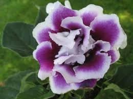 Gloxinia Flower seeds for Planting Sun Loving Heirloom & GMO Free Seeds for Home Garden