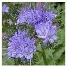 Lacy Phacelia Flower seeds for Planting Sun Loving Heirloom & GMO Free Seeds for Home Garden 
 
 Sale for planting in home garden